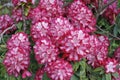 A large bush blooming Rhododendron in the garden