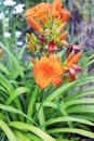 Orange flower daylily closeup Royalty Free Stock Photo