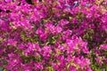 Large Bush with bright pink and red flowers Bougainvillea