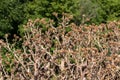 a large bush of dried tartar in late summer Royalty Free Stock Photo