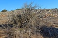 Large bush of dry plants Royalty Free Stock Photo