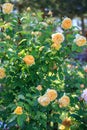 A large bush of English yellow roses, abundant flowering, many flowers and buds