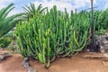 Large bush of Euphorbia canariensis in Puerto de la Cruz Royalty Free Stock Photo