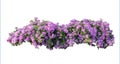 Large bush flowering of purple flowers landscape plant isolated Royalty Free Stock Photo