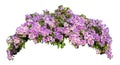 Large bush flowering of purple flowers landscape plant isolated Royalty Free Stock Photo
