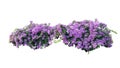 Large bush flowering of purple flowers landscape plant isolated Royalty Free Stock Photo