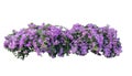 Large bush flowering of purple flowers landscape plant isolated Royalty Free Stock Photo