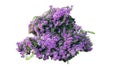 Large bush flowering of purple flowers landscape. Royalty Free Stock Photo