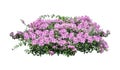 Large bush flowering  of purple flowers landscape plant isolated on white background. Royalty Free Stock Photo