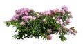 Large bush flowering of purple flowers landscape plant isolated on white background.