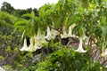 Large bush in the garden Brugmansia arborea. Bell-flower, Datura