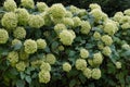 Large bush of Hydrangea or commonly called Hortensia blooming with white flowers.