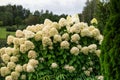 Large bush of hydrangea with white flowers in the summer garden Royalty Free Stock Photo