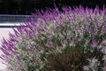 large bush of lavender in full bloom with many purple blossoms