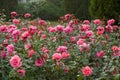 A large bush of pink roses in the rain.  Selective focus. Royalty Free Stock Photo