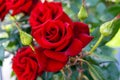 Large bush of red roses on a background of nature