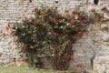 A large bush of red roses with many flowers on the wall of an old castle, ruins on a sunny day. Place for text. Ideal for greeting