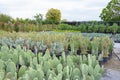 Large bush shaped different types opuntia plants in large grown garden center