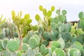 Large bush shaped different types opuntia plants in large grown garden center