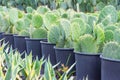 Large bush shaped opuntia plants in large pots lined up grown for sale at a garden center