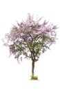 Large bush tree purple flower isolated on white background. Royalty Free Stock Photo