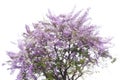 Large bush tree purple flower isolated on white background. Royalty Free Stock Photo