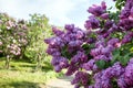 Large bush varietal lilac