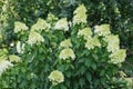 Large bush with white flowers paniculate hydrangea Polar Bear in the garden Royalty Free Stock Photo