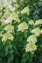 Large bush with white flowers paniculate hydrangea Polar Bear in the garden Royalty Free Stock Photo