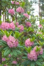 Large bushes of alpine rose. The pink rhododendron has blossomed