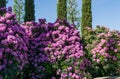 Large bushes of Rhododendron `Roseum Elegans` hybrid catawbiense pink purple flowers blossom in Public landscape city park