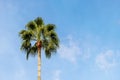 A large, bushy palm tree against a blue sky. Tropical background with palm tree and free space for text, copy space