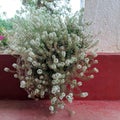 large bushy plant with small white flowers in indoor planter.