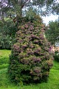 Large bushy tree with purple flowers