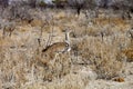 Large Bustard, Ardeotis kori, in the bush Namibia