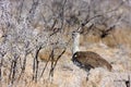 Large Bustard, Ardeotis kori, in the bush Namibia