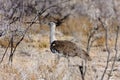 Large Bustard, Ardeotis kori, in the bush Namibia