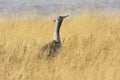 Large Bustard, Ardeotis kori,in the Bwabwata National Park, Namibia