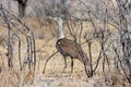 Large Bustard, Ardeotis kori,in the Etosha National Park, Namibia Royalty Free Stock Photo