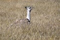 Large Bustard Ardeotis kori, in high grass in Etosha National Park, Namibia