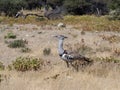 Large Bustard, Ardeotis kori, is the largest flying bird in Africa. Namibia