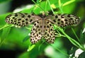 Large butterfly of Borneo