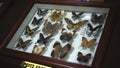 Large Butterfly Collection. Closeup view of many different colorful butterflies on bright white window Royalty Free Stock Photo