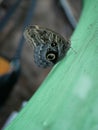 A large butterfly with a coloring similar to the eye of an owl, with folded wings. Tropics Exotic Butterfly Eyes. Owl Butterfly. C Royalty Free Stock Photo