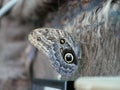 A large butterfly with a coloring similar to the eye of an owl, with folded wings. Tropics Exotic Butterfly Eyes. Owl Butterfly. C Royalty Free Stock Photo