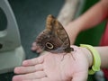 A large butterfly with a coloring similar to the eye of an owl, with folded wings. Tropics Exotic Butterfly Eyes. Owl Butterfly. C Royalty Free Stock Photo