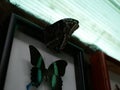 A large butterfly with a coloring similar to the eye of an owl, with folded wings. Tropics Exotic Butterfly Eyes. Owl Butterfly. C Royalty Free Stock Photo