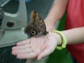 A large butterfly with a coloring similar to the eye of an owl, with folded wings. Tropics Exotic Butterfly Eyes. Owl Butterfly. C Royalty Free Stock Photo