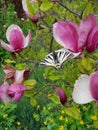 Large butterfly on a magnonlia flower