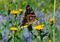 A large butterfly with large orange and black wings sits on a yellow steppe flower